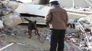 Hasta olmasına rağmen Tetik hassas burnu ile 33 kişinin kurtarılmasını sağladı