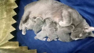 Hatayda deprem gecesi doğum yapan kedi 5 yavrusunu bırakmadı