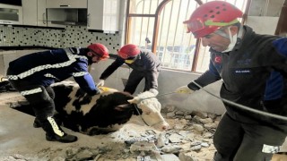 Hatayda enkaz altında kalan inek kurtarıldı