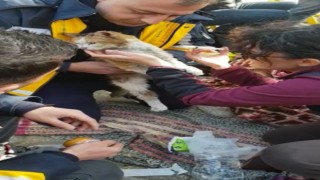 Hatayda yürekleri ısıtan görüntüler