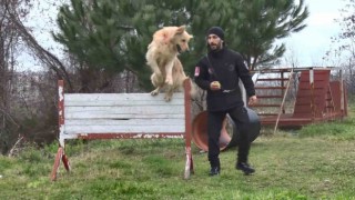 Hayat kurtaran köpekler işte bu aşamalardan geçiyor