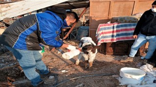 Iğdırdan deprem bölgesine giden veteriner hekimler geri döndü