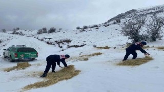 Jandarma çevre ve doğa koruma timleri yaban hayvanlarını unutmadı