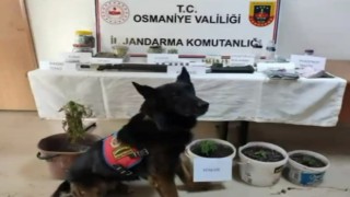 Jandarmadan uyuşturucu operasyonu, 4 şüpheli yakalandı