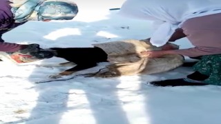 Kafası bidona sıkışan köpeği kadınlar kurtardı
