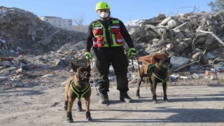 Kahraman köpekler: Asko ve Pia, 5 günde 10 kişiye ulaştı