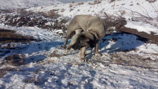 Kangal köpeği kuzunun süt annesi oldu