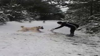 Kangal sahibinin yaptığı kardan köpeği kıskandı