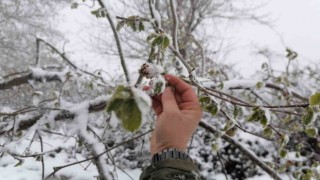 Kar yağışı fındık üreticilerini sevindirdi