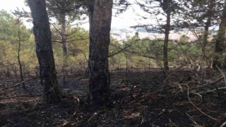 Kastamonuda orman yangını söndürüldü, yüzlerce ağaç küle döndü