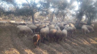 Kaybolan koyunları jandarma buldu