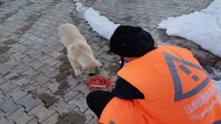 Keçiören Belediyesi veteriner hekimleri yaraları sarıyor