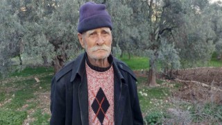 Kendi diktiği zeytin ağaçlarını korumak için başka bahçesine nakletmek istedi, başına gelmeyene kalmadı