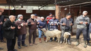 Koçarlıda vatandaşlar depremzedeler için koyun bağışladılar