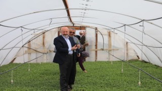 Kocasinan Belediyesi domates fidesi alacak