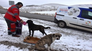Kocasinandan Soğuk Havada Sokak Hayvanları İçin Yemleme Çalışması