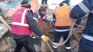 Konyaaltı ekipleri, deprem bölgesinde can dostları da kurtardı