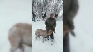 Köpeklerin saldırısına uğrayan dağ keçisini muhtar kurtardı