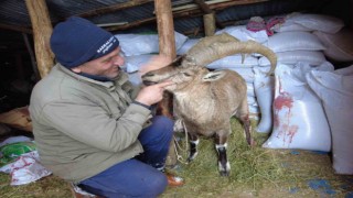 Köpeklerin saldırısından kurtardığı yaban keçisini sevmeye doyamadı