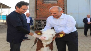 Körfezde hayvan üreticilerine müjde: Aşı ve küpeleme 2023te de sürecek