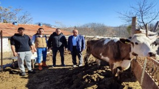 Köy muhtarı depremzedeler için büyükbaş hayvan bağışladı