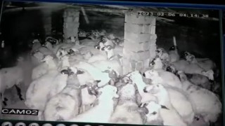 Koyunlar depremi böyle hissetti: Korku dolu anlar kamerada