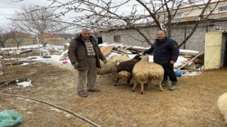 Kuluda küçükbaş hayvan sahiplerinden depremzedeler yardım