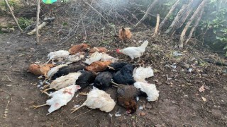 Kümese giren sokak köpekleri 20 tavuğu telef etti