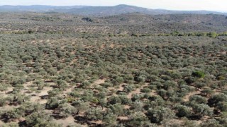 Kuraklık zeytin rekoltesini olumsuz etkileyebilir