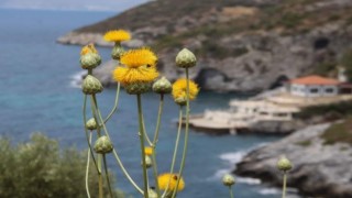 Kuşadası Belediyesinden ‘Doğal Botanik Parka koruma çemberi