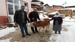 Kütahya Simavlı Gülper teyze, sattığı tosunun parasını depremzedelere bağışladı
