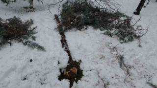 Malatyada kar ağaçları yerinden söktü