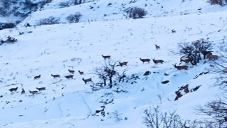 Malatyada kar altında yiyecek arayan yaban keçileri görüntülendi