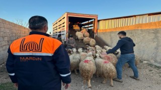 Mardinde depremzede çiftçilere canlı hayvan desteği