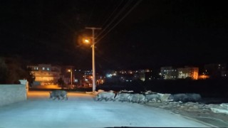 Mersinde aç kalan domuz sürüleri şehir merkezine indi