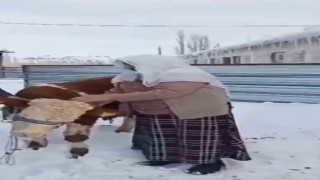Nazime nine elleriyle büyüttüğü boğasını sattı, parasını deprem bölgesine gönderdi