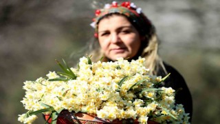 Nergis hasadı yüzleri güldürdü