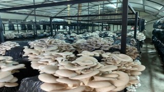 Orduda kültür mantarı üretimi yaygınlaşıyor