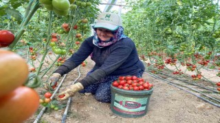 Örtü altı tarımda başı çeken ilçede domates üretimi ilk sırada yer aldı