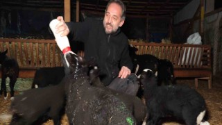 (Özel) Kuzular için güvenlik kamerası başında sabaha kadar doğum nöbeti