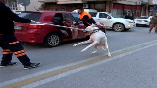 Polisin köpekli sürücüyle imtihanı
