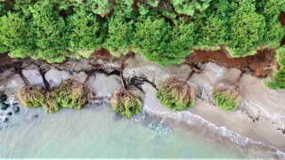 Samsunda kıyı erozyonu: Hırçın Karadeniz ağaçları kökünden söktü