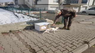 Sokak kedileri üşümesin diye kedi evleri Bolunun dört bir yanına konuldu