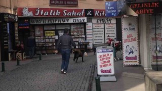Sokak köpeği mağazadan pelüş oyuncak çaldı