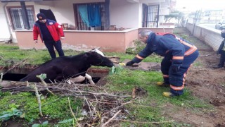 Su dolu çukura düşen inek, lahanayla kurtarıldı