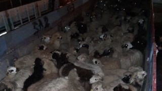 Taşovalılardan depremzedelere destek için hayvan bağışı