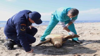 Tekirdağ sahilinde caretta caretta ölüsü bulundu