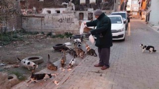 Tekirdağda kedi sokağı