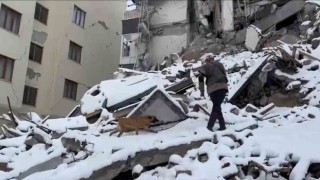 TSKya ait arama kurtarma köpekleri enkaz çalışmalarında görev alıyor