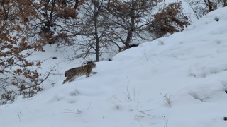 Tuncelide kırmızı listede bulunan 2 vaşak görüntülendi